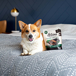 Corgi dog laying on bed with Artisan Inspired jerky